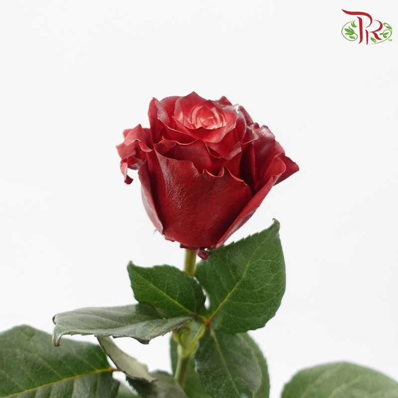 Ceres Rose - Dusty Rose (10 Stems)-Ecd-prflorist.com.my