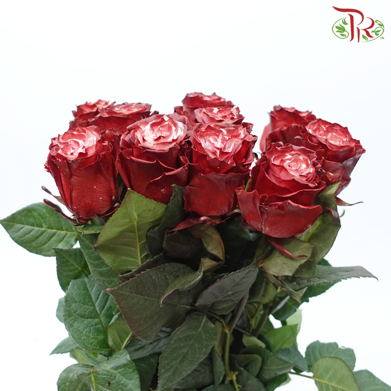 Ceres Rose - Dusty Rose (10 Stems)-Ecd-prflorist.com.my