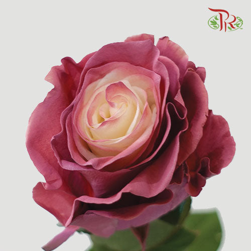 Ceres Rose - Dusty Rose 2 (10 Stems)-Ecd-prflorist.com.my