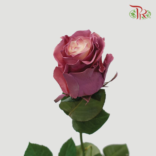 Ceres Rose - Dusty Rose 2 (10 Stems)-Ecd-prflorist.com.my