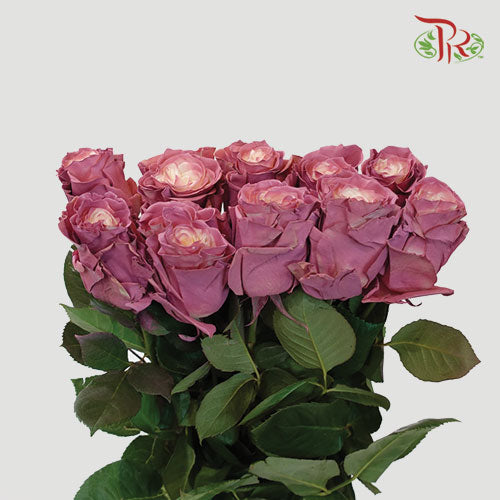 Ceres Rose - Dusty Rose 2 (10 Stems)-Ecd-prflorist.com.my