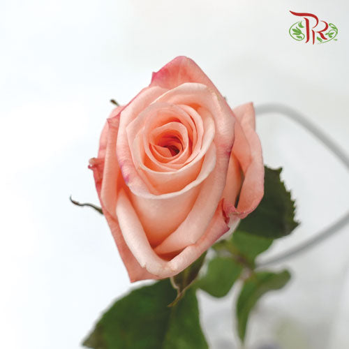 Ceres Rose - Engagement (25 Stems)-Ecd-prflorist.com.my