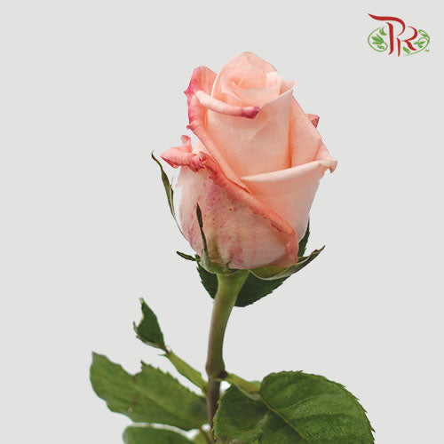 Ceres Rose - Engagement (25 Stems)-Ecd-prflorist.com.my