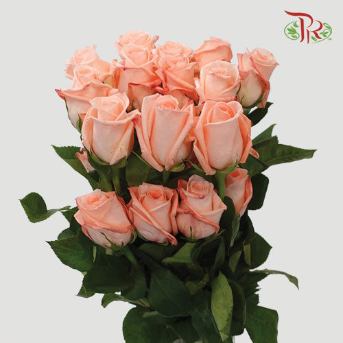 Ceres Rose - Engagement (25 Stems)-Ecd-prflorist.com.my