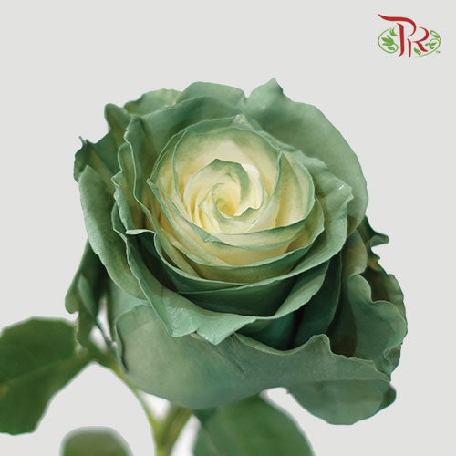Ceres Rose - Ever Green (10 Stems)-Ecd-prflorist.com.my