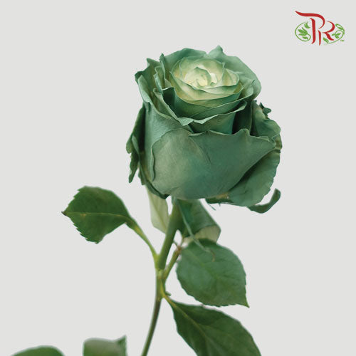 Ceres Rose - Ever Green (10 Stems)-Ecd-prflorist.com.my