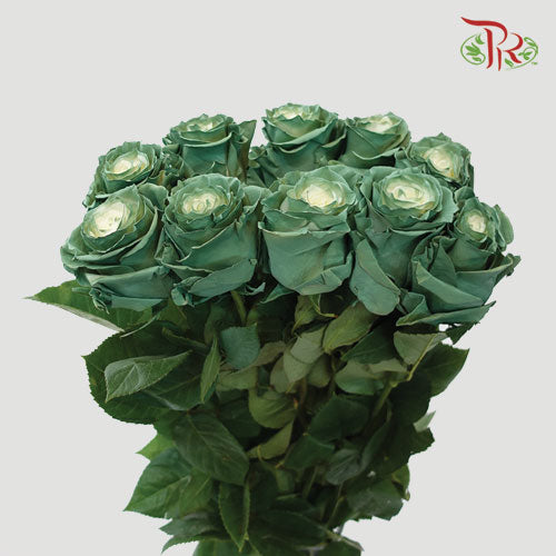 Ceres Rose - Ever Green (10 Stems)-Ecd-prflorist.com.my