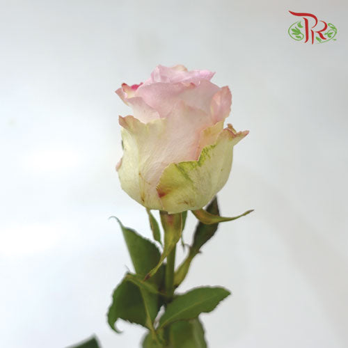 Ceres Rose - Faith (10 Stems)-Ecd-prflorist.com.my
