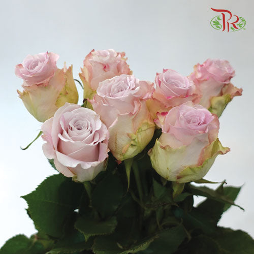 Ceres Rose - Faith (10 Stems)-Ecd-prflorist.com.my