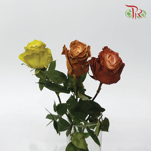 Ceres Rose - Fall Mix (10 Stems)-Ecd-prflorist.com.my