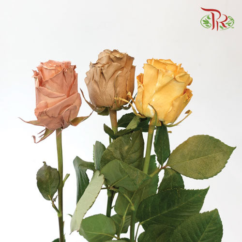 Ceres Rose - Fall Mix 2 (10 Stems)-Ecd-prflorist.com.my