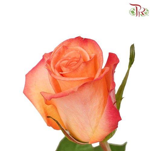 Ceres Rose - Fidji (25 stems)-Ecd-prflorist.com.my