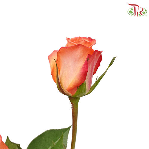 Ceres Rose - Fidji (25 stems)-Ecd-prflorist.com.my