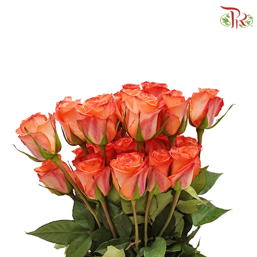 Ceres Rose - Fidji (25 stems)-Ecd-prflorist.com.my