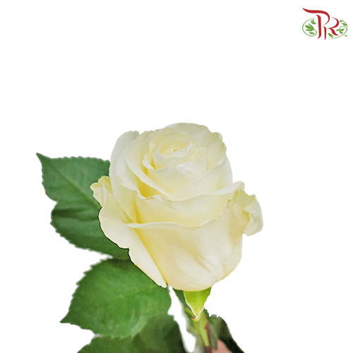 Ceres Rose - First Lady (25 stems)-Ecd-prflorist.com.my