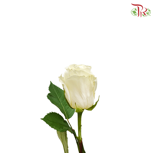 Ceres Rose - First Lady (25 stems)-Ecd-prflorist.com.my