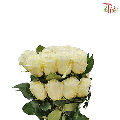 Ceres Rose - First Lady (25 stems)-Ecd-prflorist.com.my