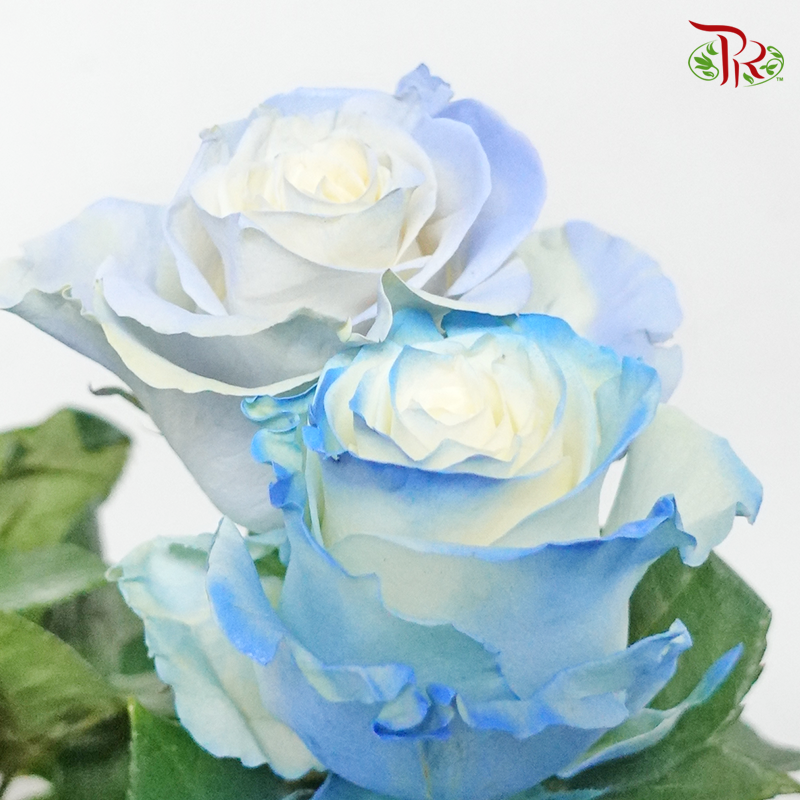 Ceres Rose - Foggy Blue (10 Stems)-Ecd-prflorist.com.my