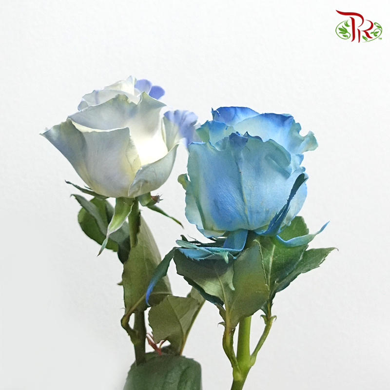 Ceres Rose - Foggy Blue (10 Stems)-Ecd-prflorist.com.my