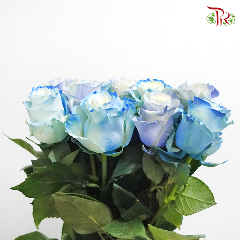 Ceres Rose - Foggy Blue (10 Stems)-Ecd-prflorist.com.my