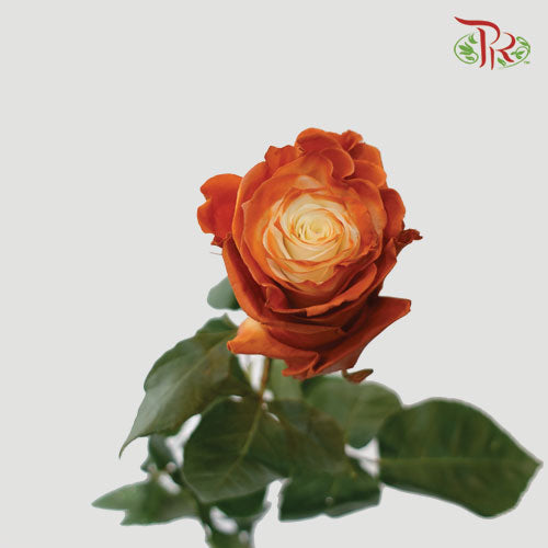 Ceres Rose - Frapuccino 2 (10 Stems)-Ecd-prflorist.com.my