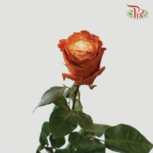 Ceres Rose - Frapuccino 2 (10 Stems)-Ecd-prflorist.com.my