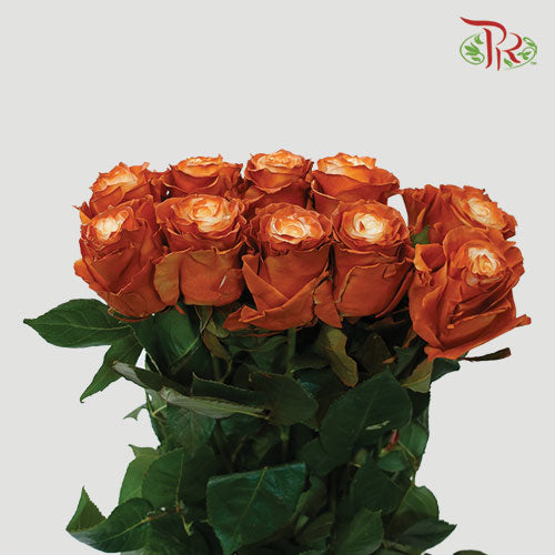 Ceres Rose - Frapuccino 2 (10 Stems)-Ecd-prflorist.com.my