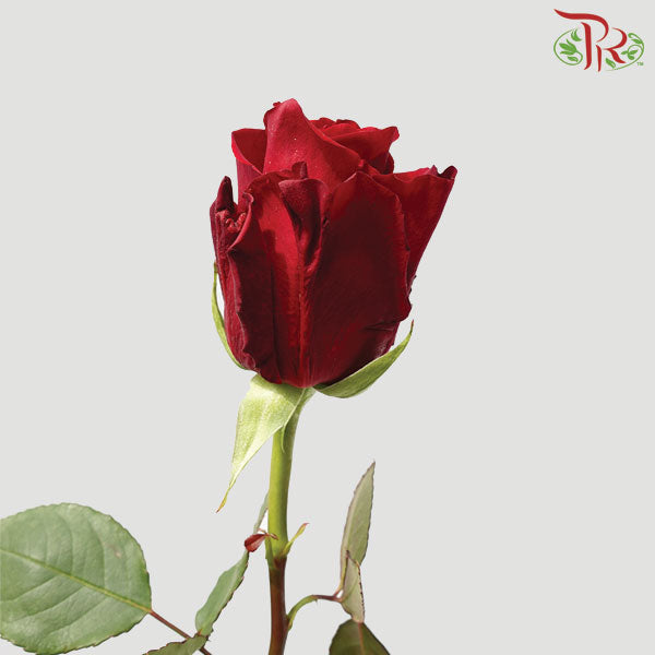 Ceres Rose - Freedom (25 Stems)-Ecd-prflorist.com.my