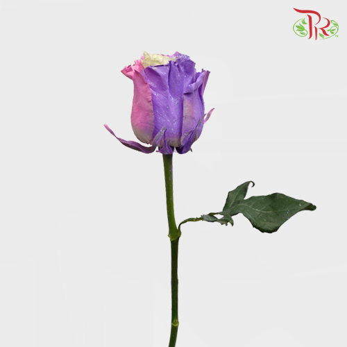 Ceres Rose - Frosting Candy 1 (10 Stems)-Ecd-prflorist.com.my