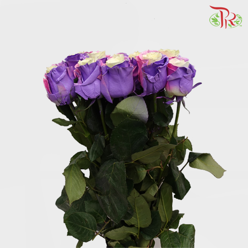 Ceres Rose - Frosting Candy 1 (10 Stems)-Ecd-prflorist.com.my