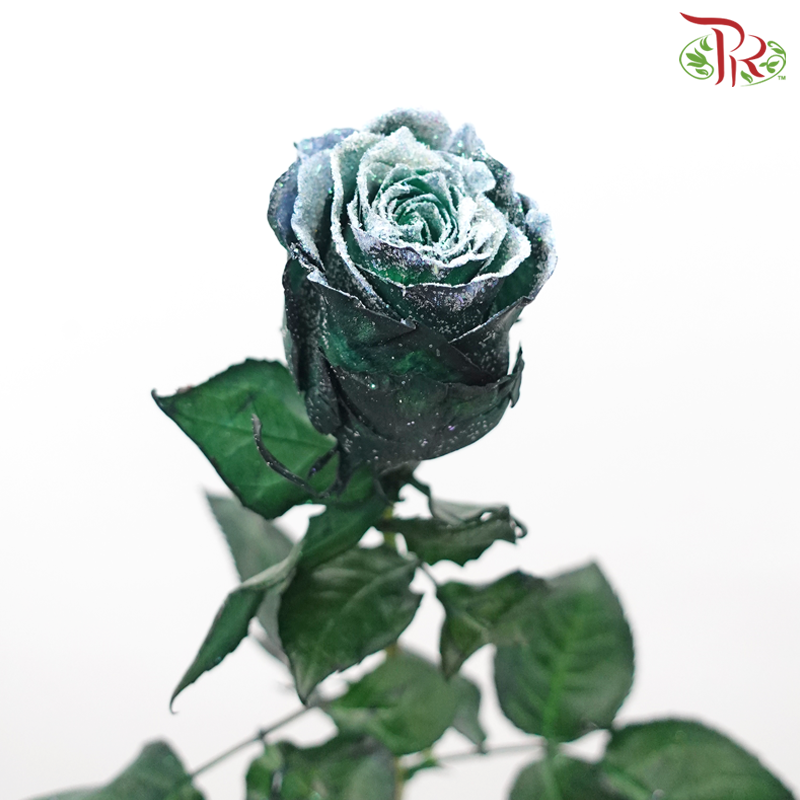 Ceres Rose - Frosting Green (10 Stems)-Ecd-prflorist.com.my