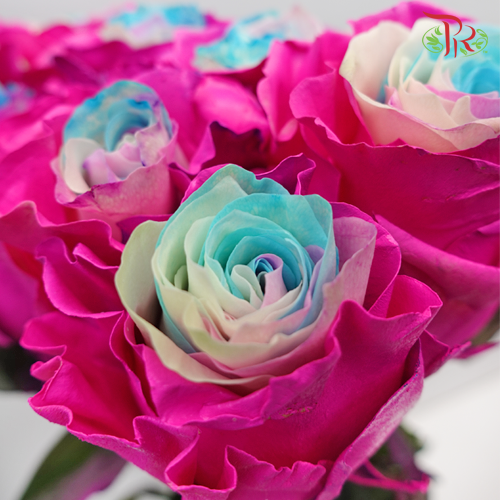 Ceres Rose - Frosting Rwt 2 (10 Stems)-Ecd-prflorist.com.my