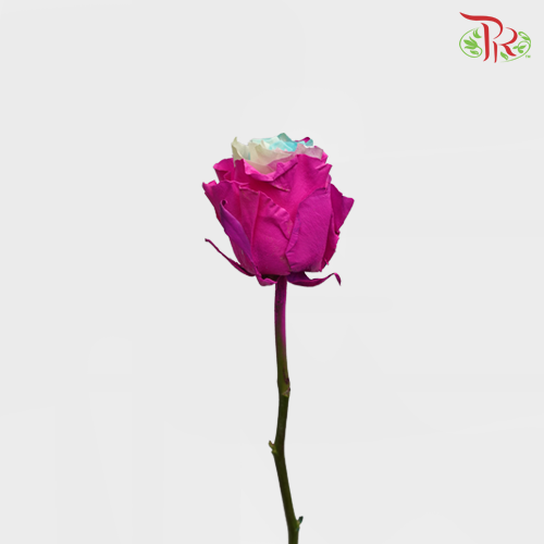 Ceres Rose - Frosting Rwt 2 (10 Stems)-Ecd-prflorist.com.my