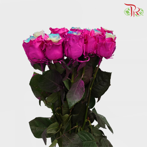 Ceres Rose - Frosting Rwt 2 (10 Stems)-Ecd-prflorist.com.my