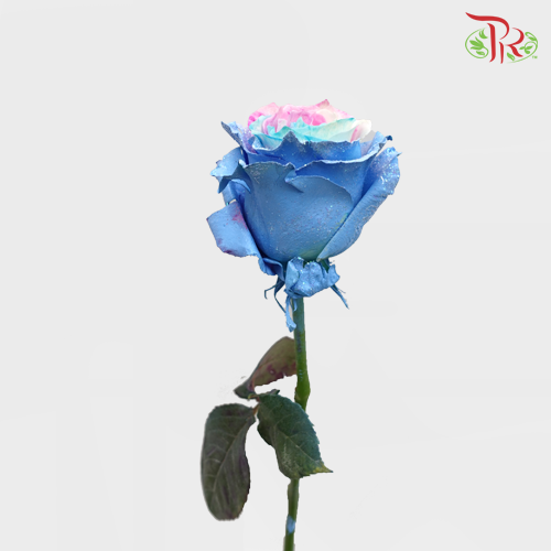 Ceres Rose - Frosting Sky 2 (10 stems)-Ecd-prflorist.com.my