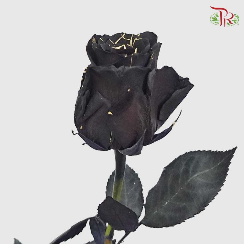 Ceres Rose - Gold Widow (10 Stems)-Ecd-prflorist.com.my