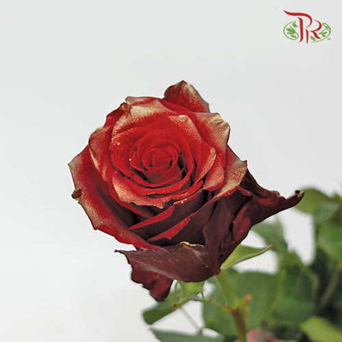 Ceres Rose - Golden Red (10 Stems)-Ecd-prflorist.com.my