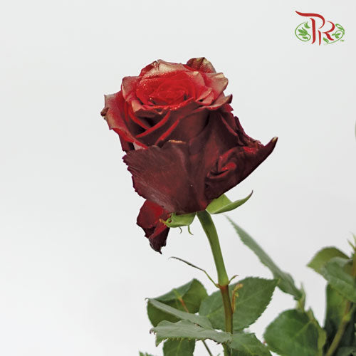 Ceres Rose - Golden Red (10 Stems)-Ecd-prflorist.com.my