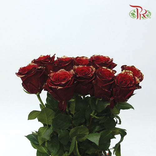 Ceres Rose - Golden Red (10 Stems)-Ecd-prflorist.com.my