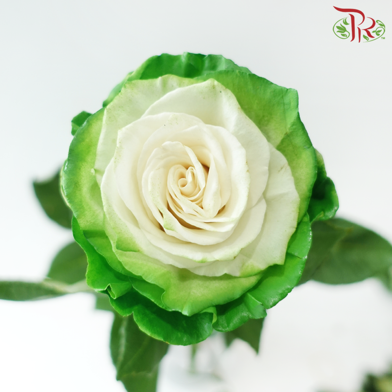 Ceres Rose - Green Fairy (10 Stems)-Green-Ecd-prflorist.com.my