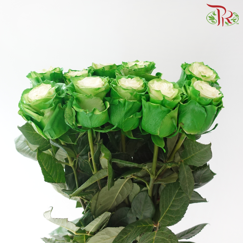 Ceres Rose - Green Fairy (10 Stems)-Green-Ecd-prflorist.com.my