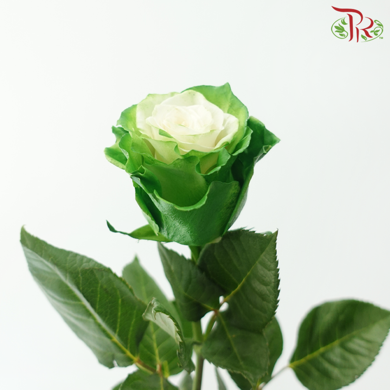 Ceres Rose - Green Fairy (10 Stems)-Green-Ecd-prflorist.com.my