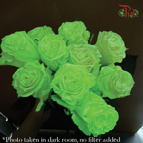 Ceres Rose - Green In The Dark (10 stems)-Green-Ecd-prflorist.com.my
