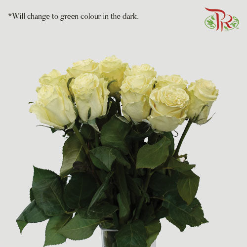 Ceres Rose - Green In The Dark (10 stems)-Green-Ecd-prflorist.com.my