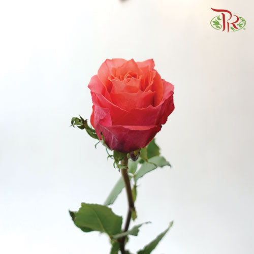 Ceres Rose - Hard Rock (25 Stems)-Ecd-prflorist.com.my