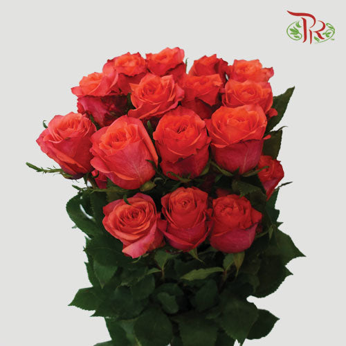 Ceres Rose - Hard Rock (25 Stems)-Ecd-prflorist.com.my