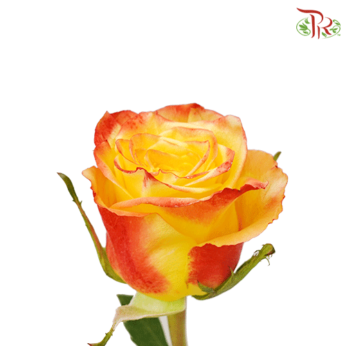 Ceres Rose - High & Yellow Flame (10 Stems)-Ecd-prflorist.com.my