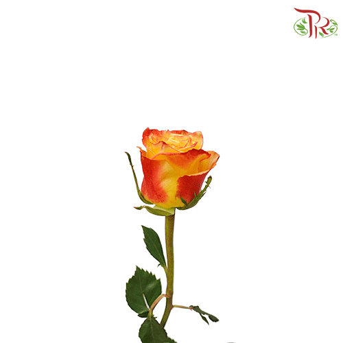 Ceres Rose - High & Yellow Flame (10 Stems)-Ecd-prflorist.com.my