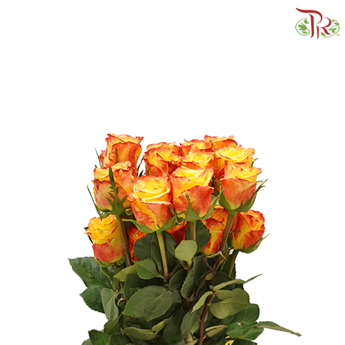Ceres Rose - High & Yellow Flame (25 stems)-Ecd-prflorist.com.my