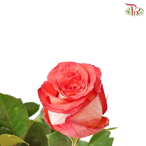 Ceres Rose - Iguazu (25 stems)-Ecd-prflorist.com.my